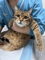 家有十岁以上猫狗7只，讲一讲中老年猫体检和养护