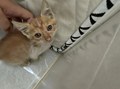 养了小猫之后才知道什么样的爱是纯粹的