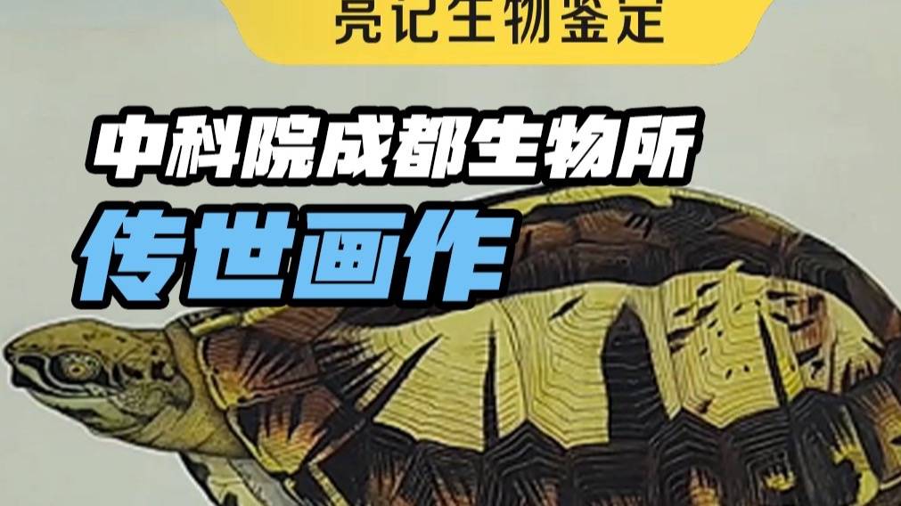 大家不要紧张，作为一个两爬学者，拥有神级画技很合理吧