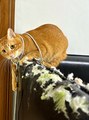 看着这个沙发，我看谁还说猫好人坏