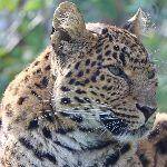 消失 30 年的「中国豹」重现北京附近，这一生态事件对当地生物多样性有何意义？