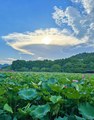 江南可采莲，莲叶何田田