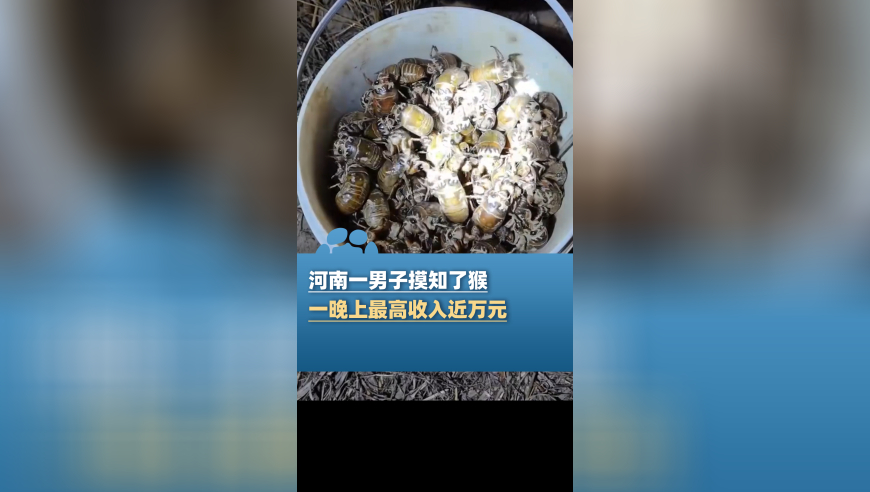 河南一男子摸知了猴一晚收入最高近万元，当事人：一元一只