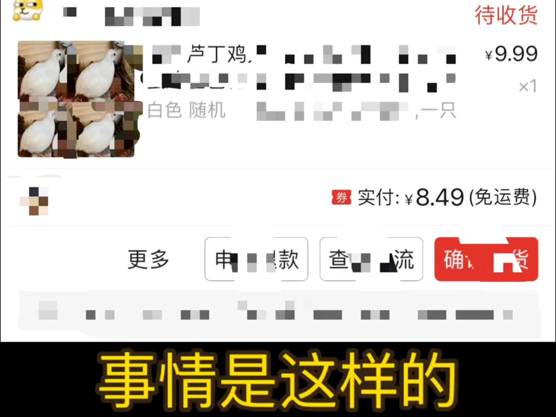 网上买了一只芦丁鸡，想当做宠物，结果。。。请不要为难客服因为她也得被扣工资。。。#芦丁鸡#宠物 #木工diy #鸡#鸟类