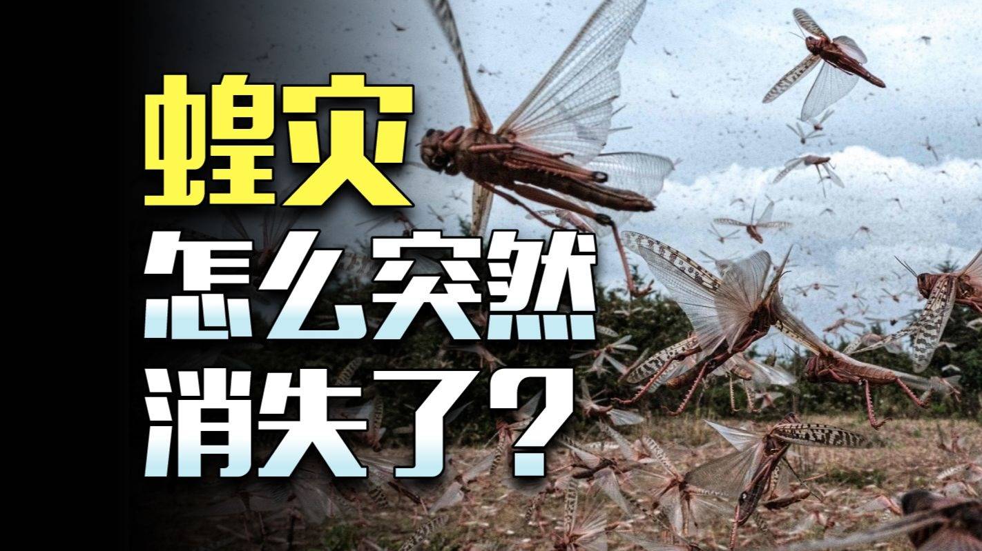 肆虐中国千年的蝗灾，为什么消失了？