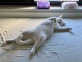睡得跟人一样的小猫