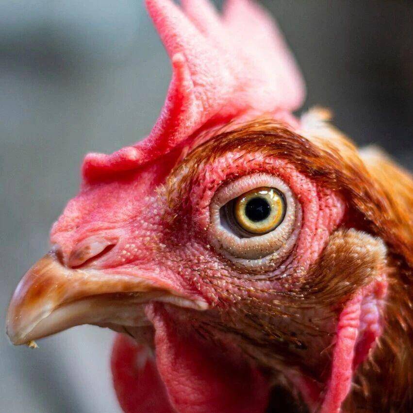 我真的真的很怕鸡！“禽类恐惧症”的噩梦