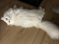 今天我公公休息，把我小猫的碗给洗了