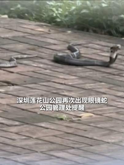 深圳莲花山公园再次出现眼镜蛇