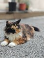 隔着窗户逗猫，老板娘开门抱猫扔给我们