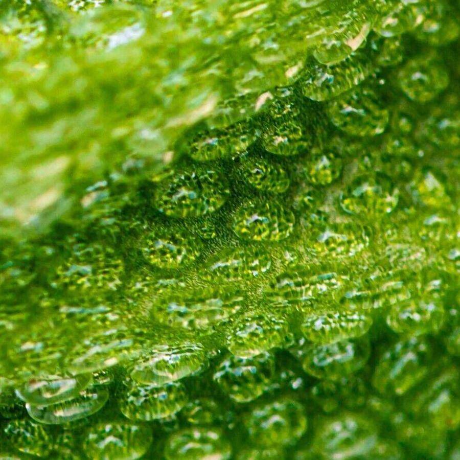 声控主播最爱的这种蔬菜，因为含有这种物质，所以不建议多吃