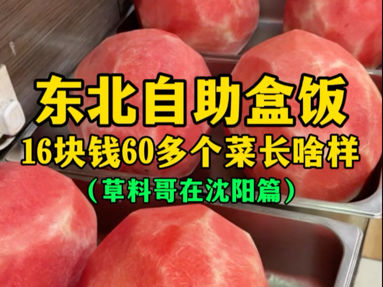 东北自助盒饭 16块钱60多个菜长啥样？（草料哥在沈阳篇）