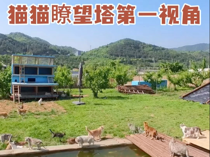 带有水质净化系统的猫猫部落瞭望塔
