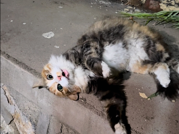 流浪猫把全家哄成了翘嘴😙
