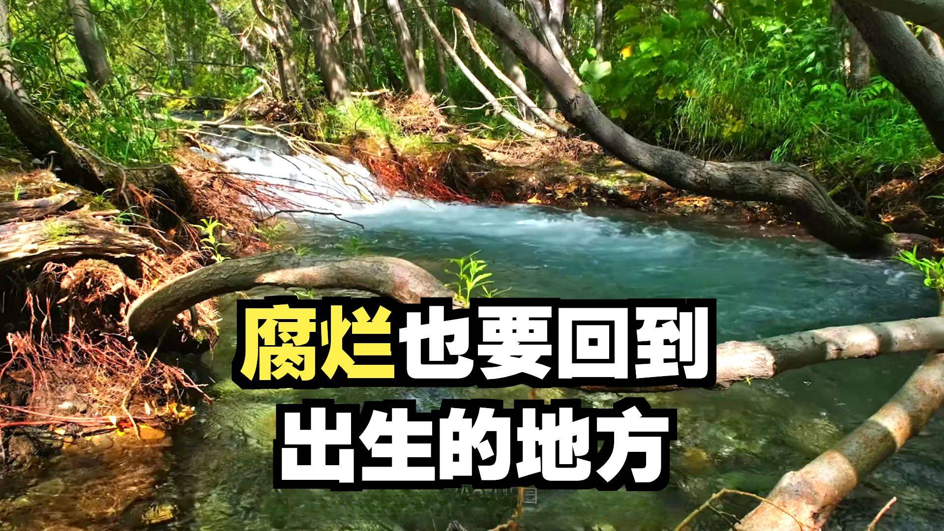 哪怕已经腐烂，仍要回家