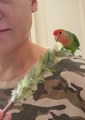 谁还没有自家小啾的“鸟毛掸子”？（含全网最简单教程）