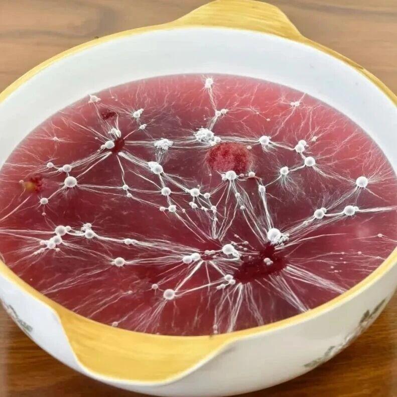 杨梅泡水几天成这样了，白色的是什么？