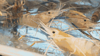 4道海鲜1868元！游客被司机拉进黑店，三亚官方紧急介入