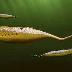 有哪些我们从来想象不到的奇怪的远古生物？