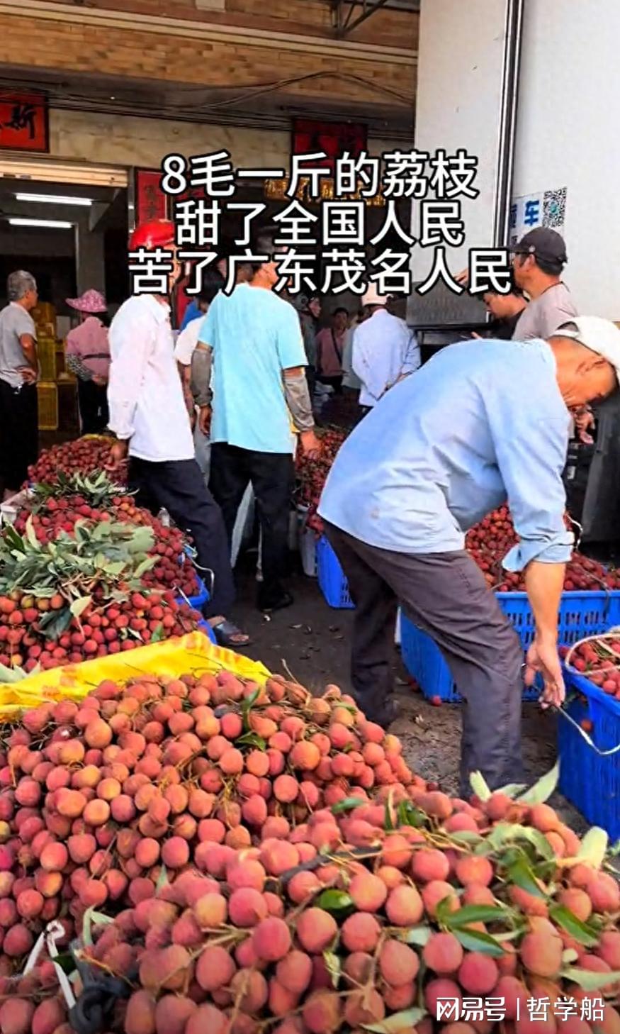 卖的钱不够请工人，广东茂名农户因荔枝价低放弃采摘