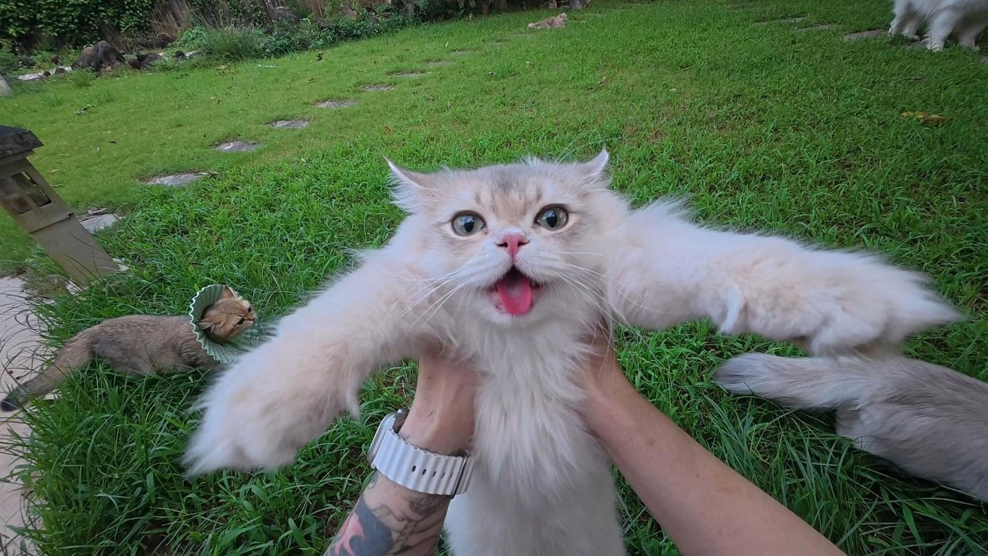 一年过去了，又到了收猫的季节啦～