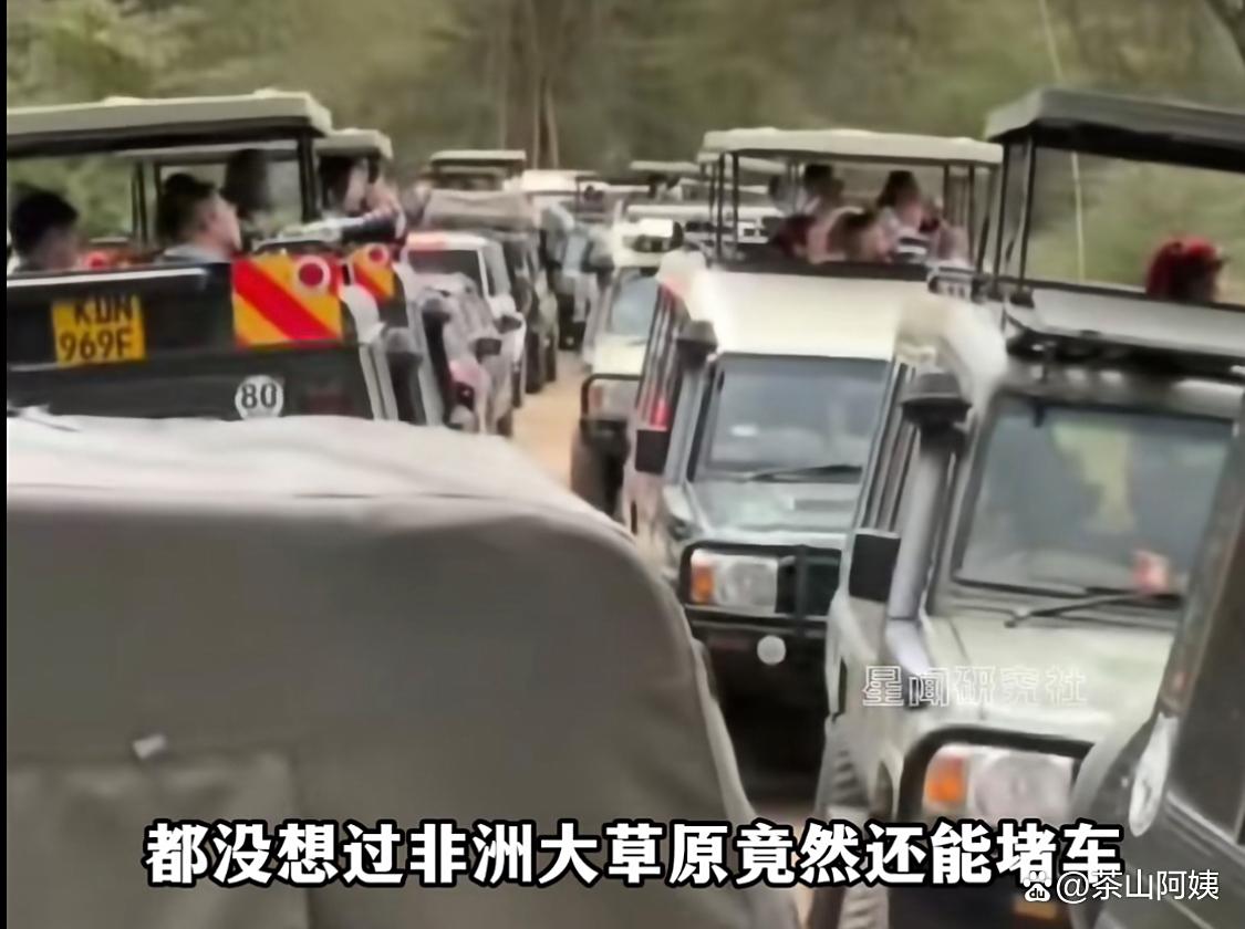 国庆中国街溜子在非洲大草原堵车哈！动物：人类，你们也迁徙吗？