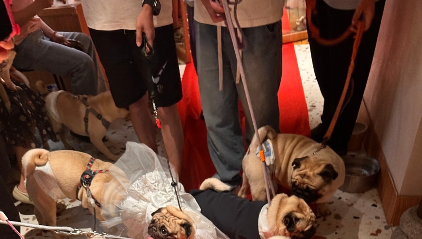 00后女生为爱犬举办婚礼，整场花费3200元，走红毯、致辞、吃席一应俱全