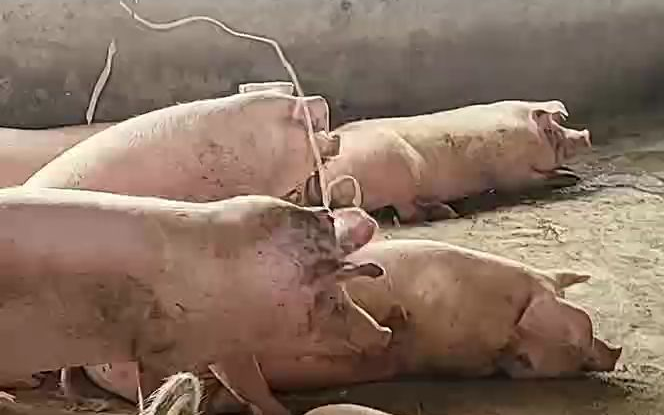 这猪头肉得老好吃了