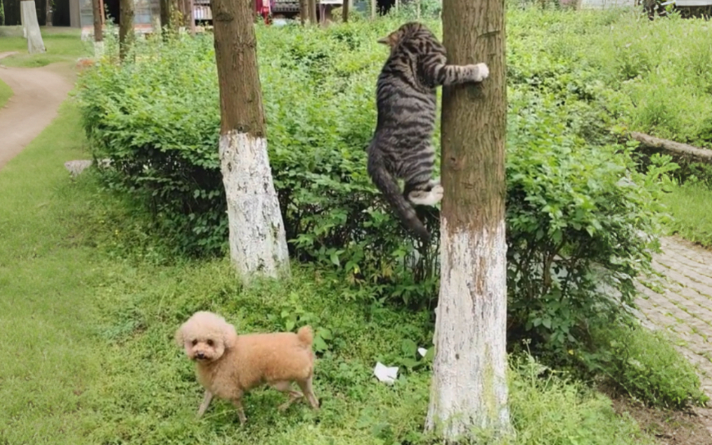 《躲猫猫这一块》